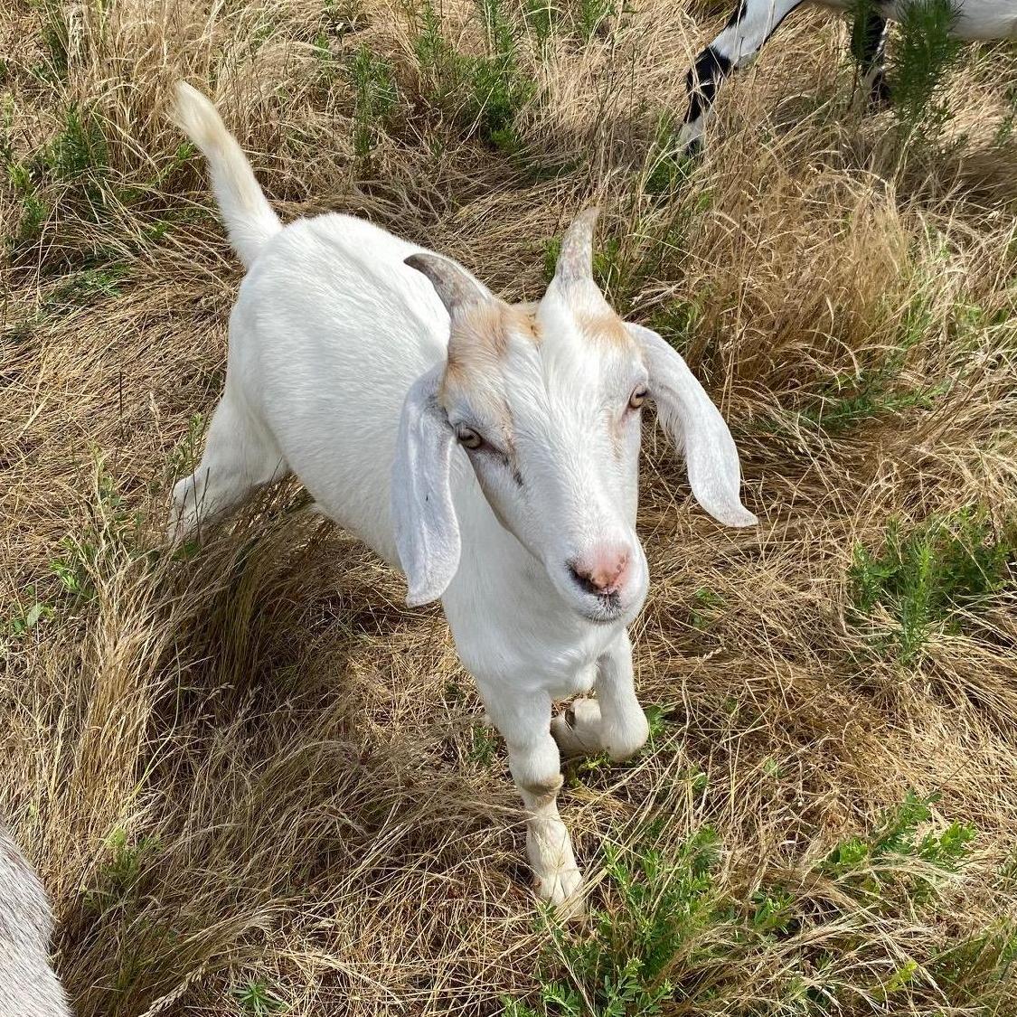 Our new billy!