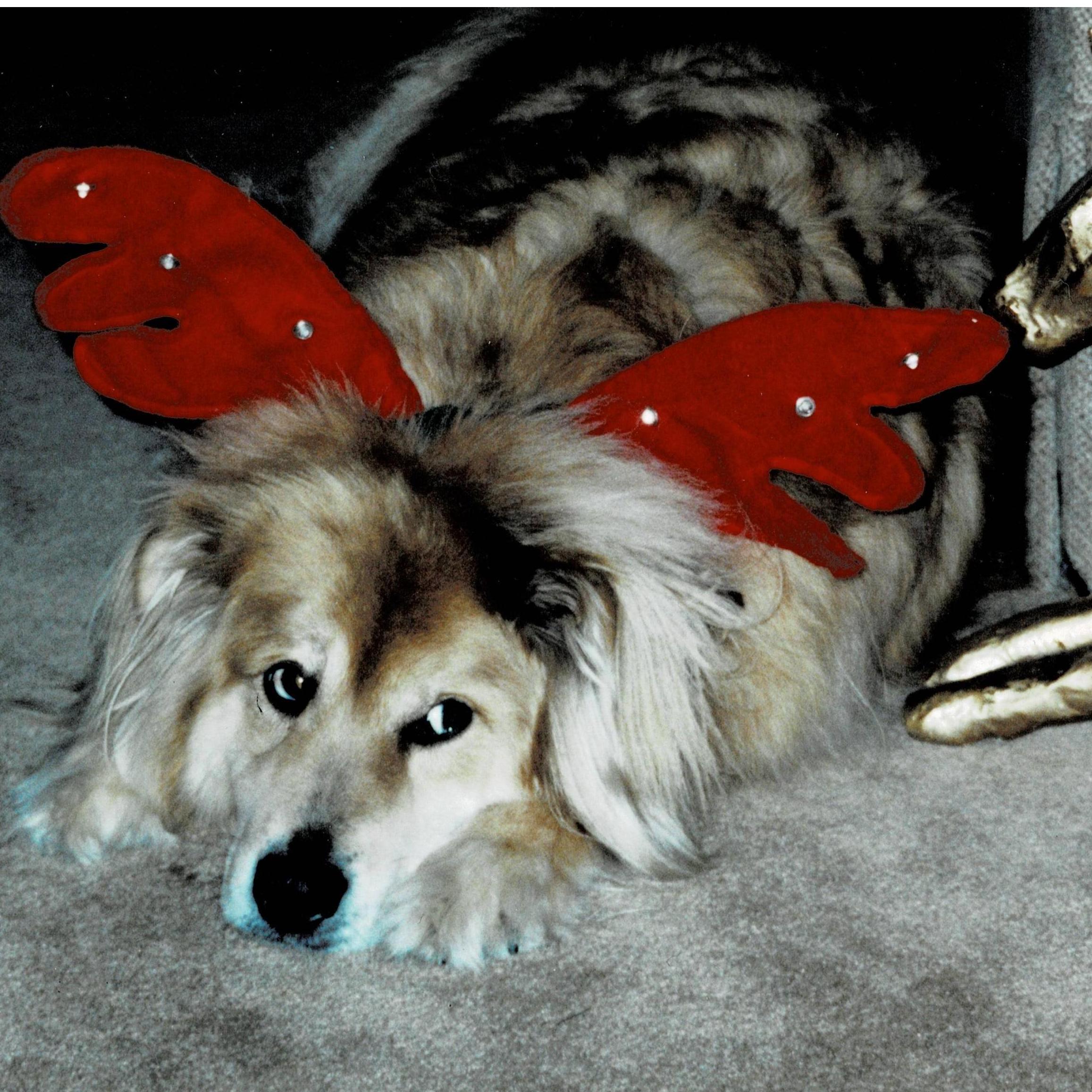 Conner's family dog, Gabe, at Christmas time