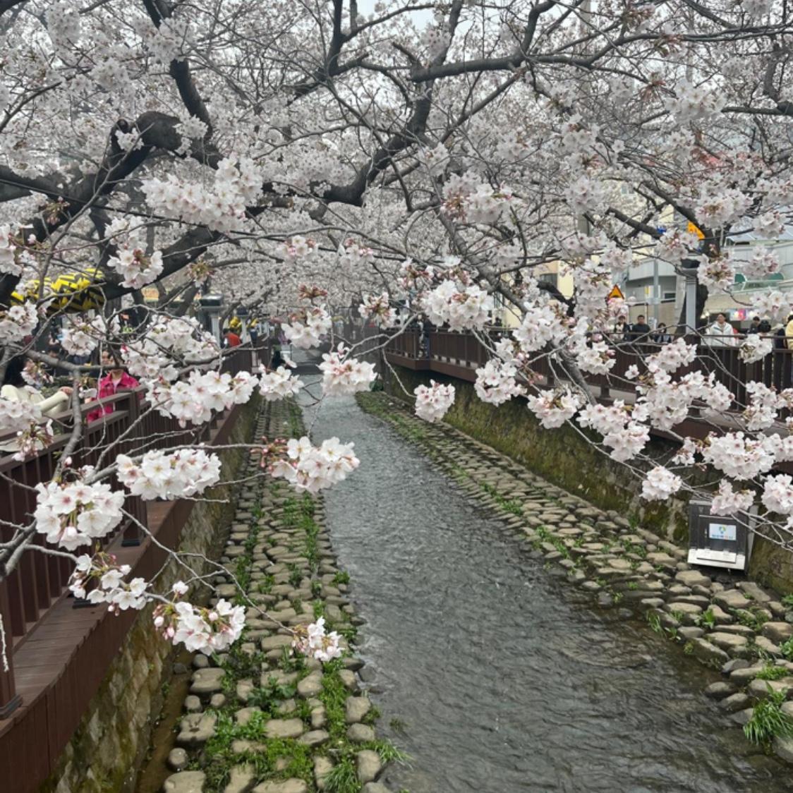 Cherry blossoms in Jinhae, South Korea