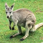 Fall City Wallaby Ranch