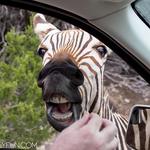 Fossil Rim Wildlife Center