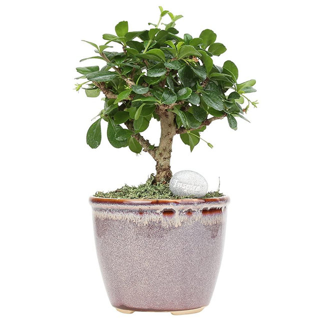 Costa Farms Indoor Tree with Inspirational Message Home Décor, Mini Bonsai, Mocha Ceramic Planter