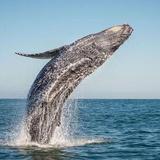 Whale watching in Dana Point