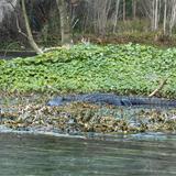 Okefenokee Swamp