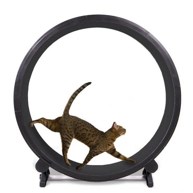 Cat Exercise Wheel (Cheetah Color)