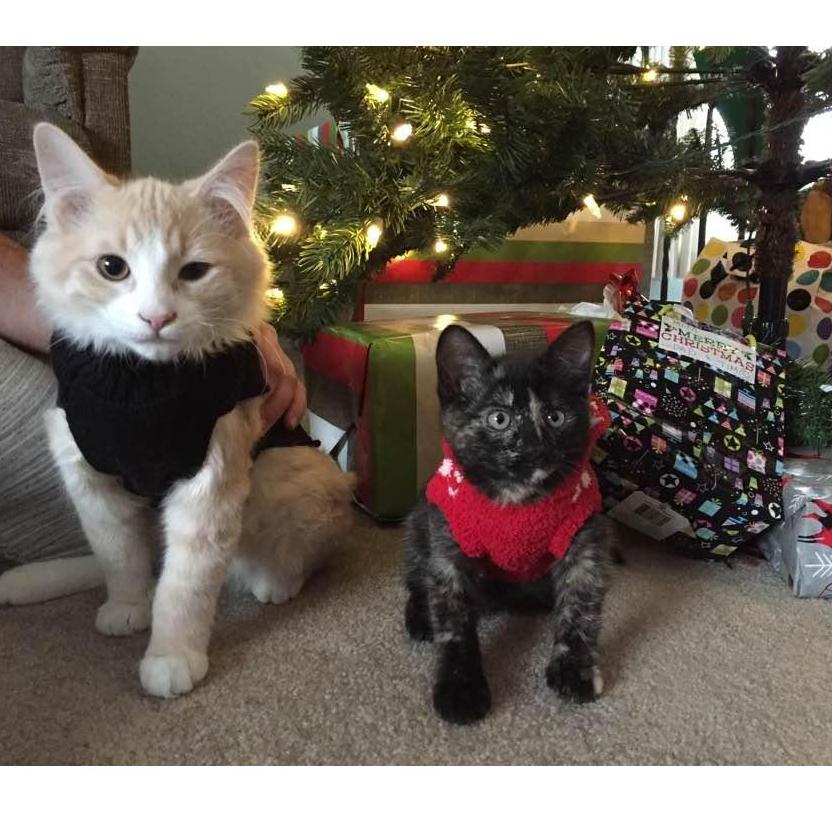 Our fur babies Mackey and Mingus. December 2016