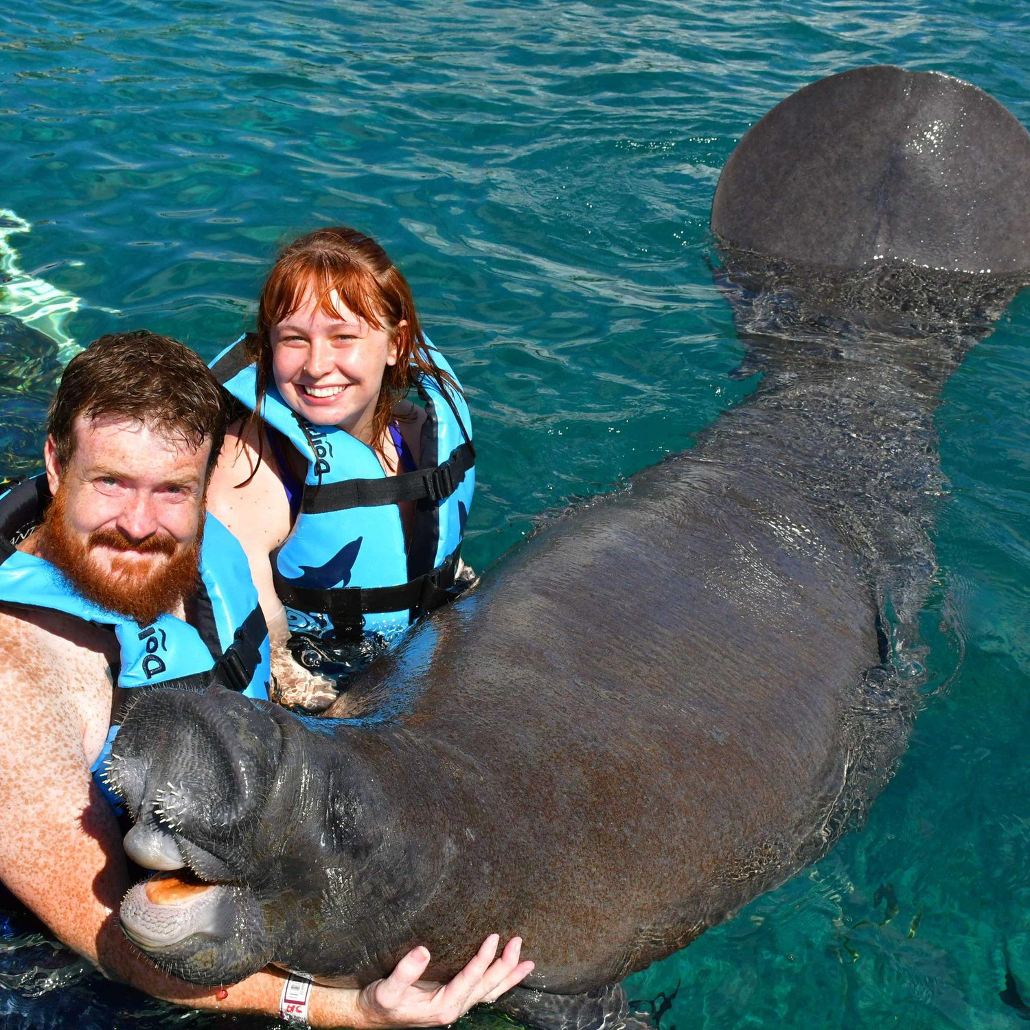 MANATEE!!!