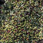 🌿 Local Specialties & Experiences in Bisceglie