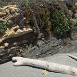Shell Beach