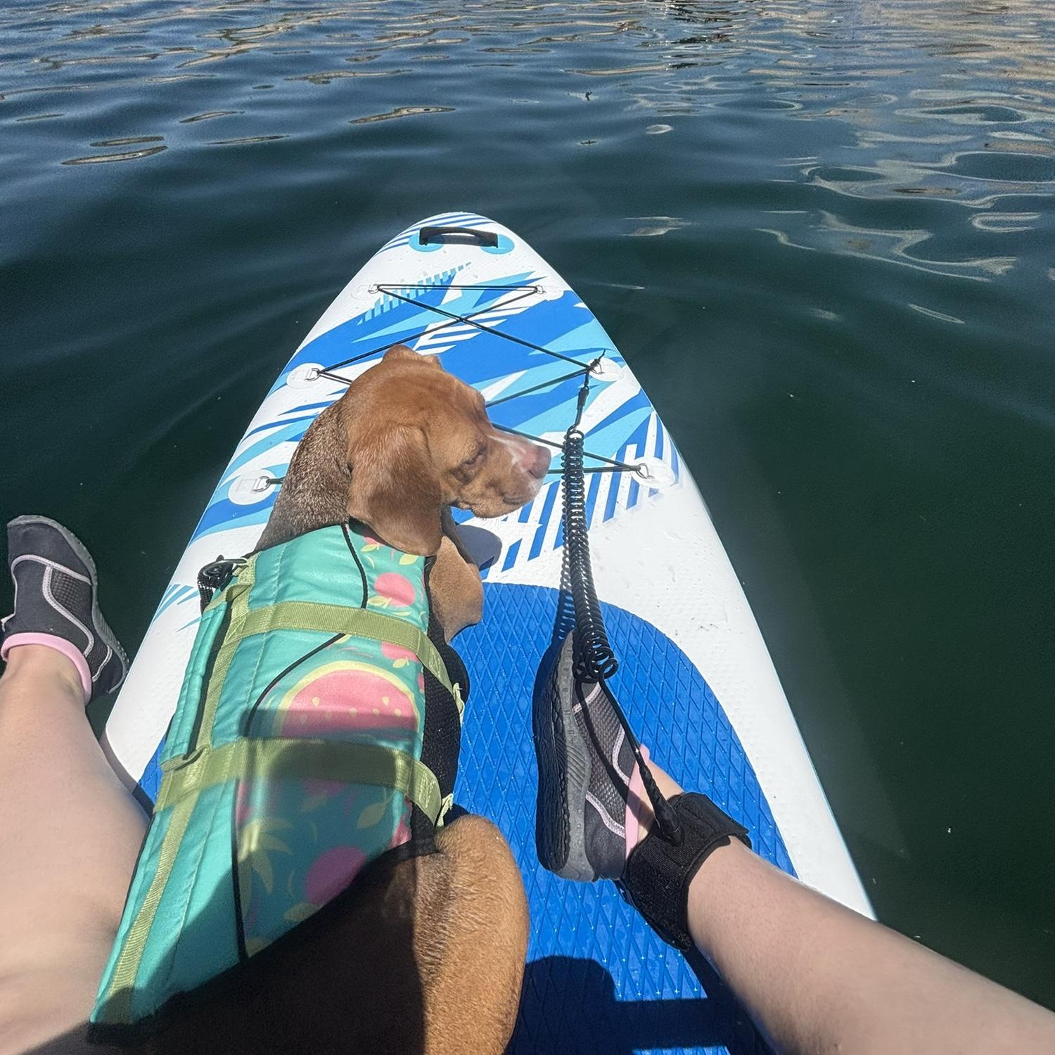 Pumba’s first time paddle boarding 🐕