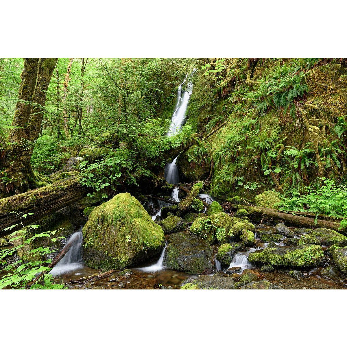 Quinalt Rainforest