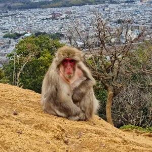 Meeting Monkeys (But Avoiding Eye Contact)