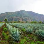 Tequila