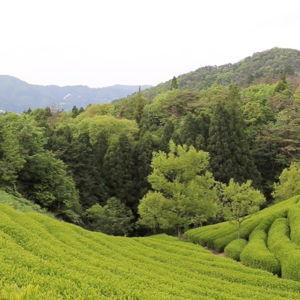 Japan Matcha Farm Excursion - Kyoto, Japan