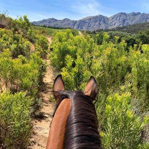 Paradise Stables Franschhoek | Horse Riding