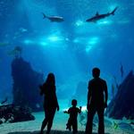 Monterey Bay Aquarium