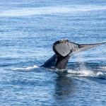 Whale Watching