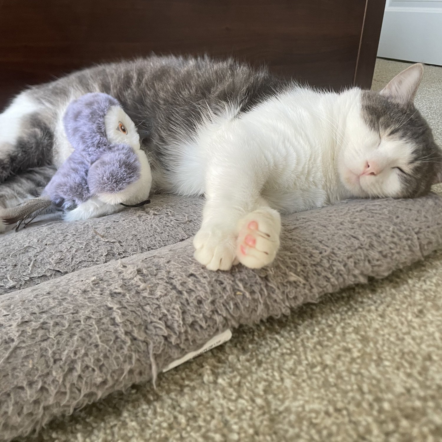 One more member of the family who’s not always captured at events - Barney