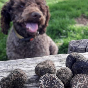 Truffle Hunting Experience