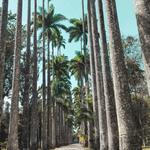 Jardim Botânico (Botanical Garden of Rio de Janeiro)