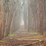 Andy Goldsworthy's Wood Line