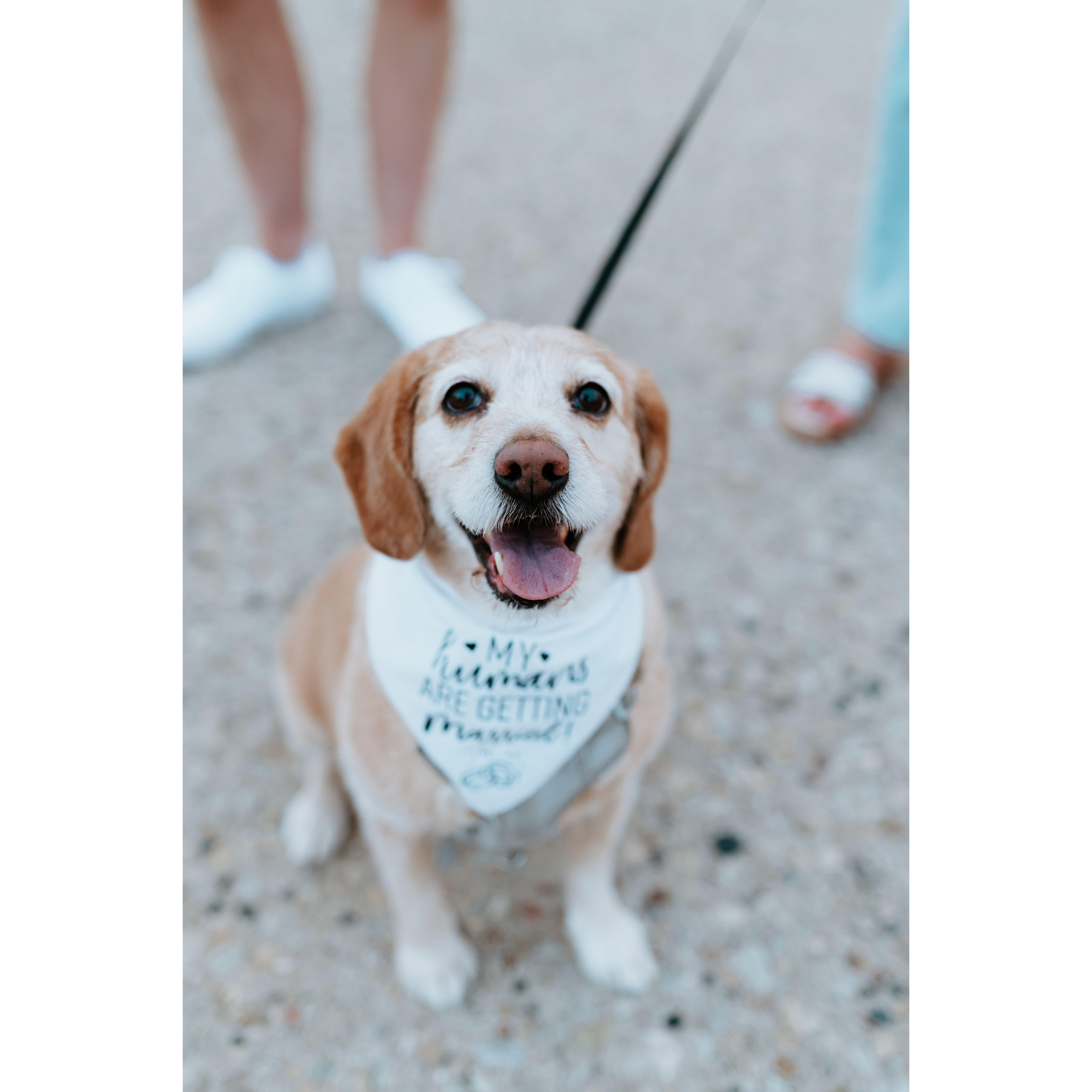 Our best girl Willow