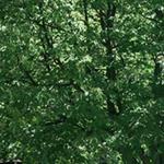 Green Lakes State Park