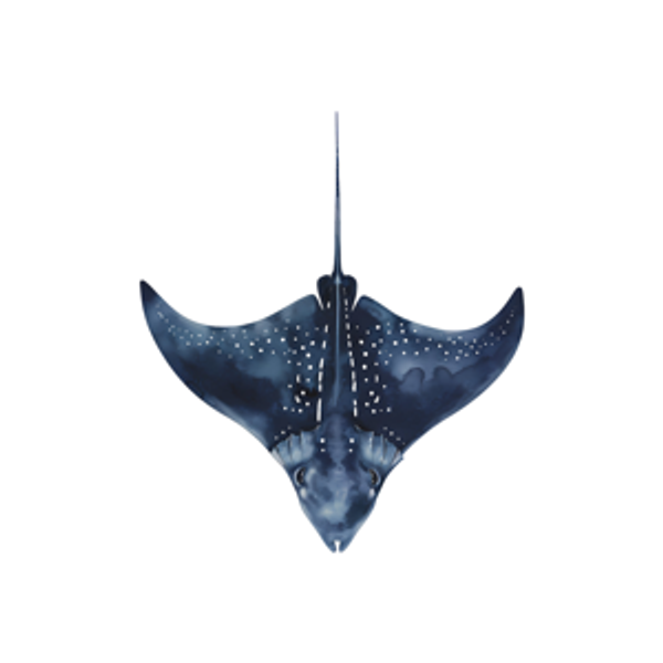 Snorkeling with Mantarays