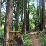 Huddart Park