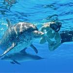 Dolphin Discovery Riviera Maya