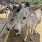 Aruba Donkey Sanctuary