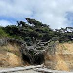 Tree of Life