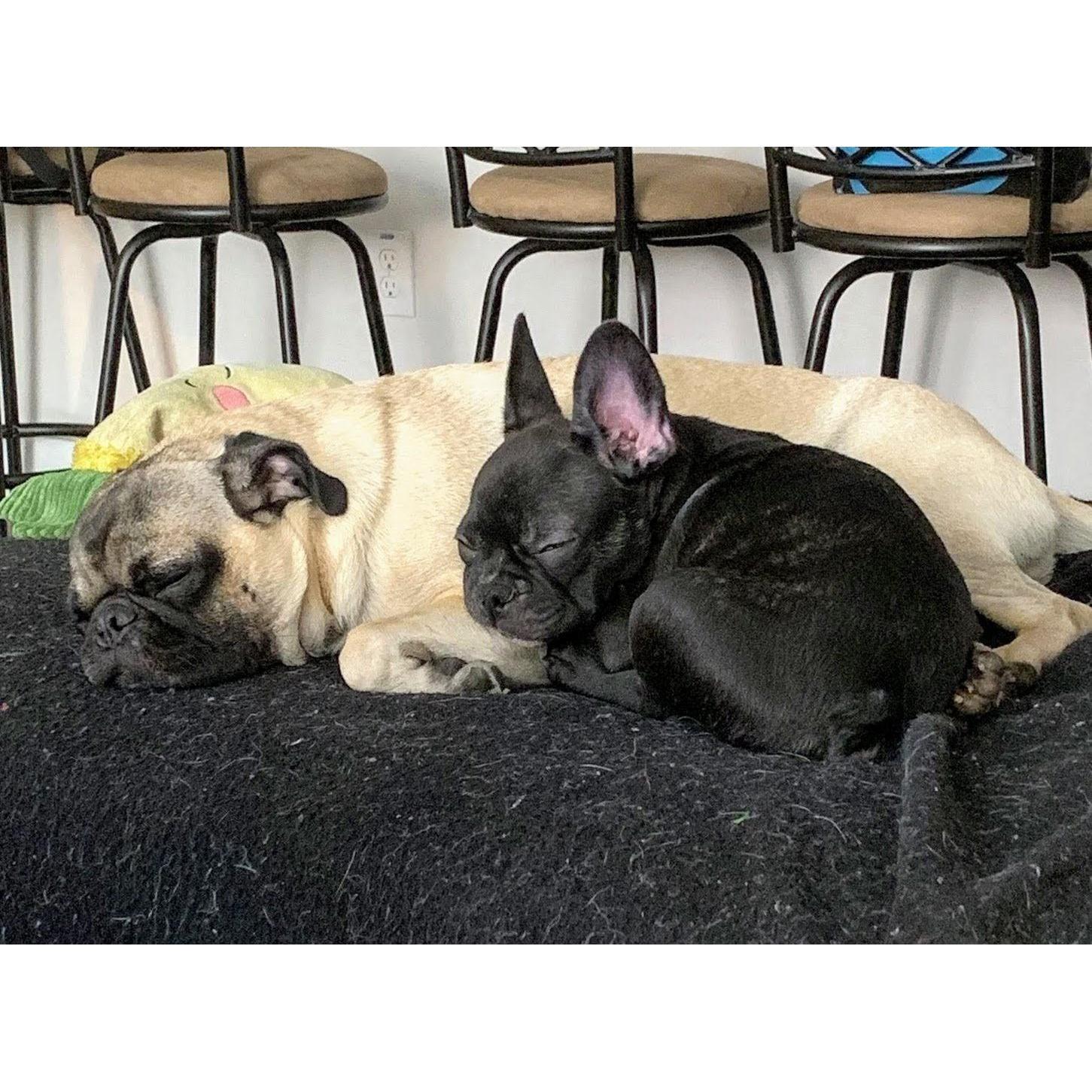 The two pups 2019