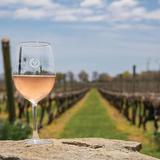 Newport Vineyards