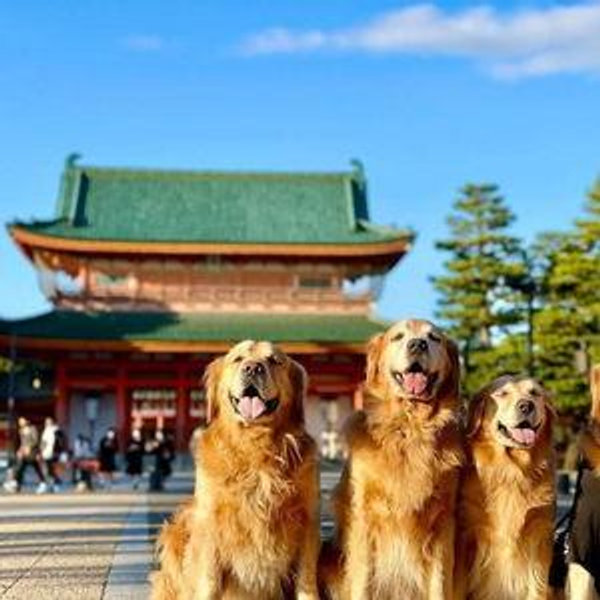 Golden Retriever Cafe