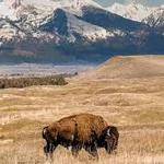 Bison Range