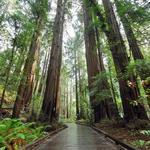 Muir Woods National Monument