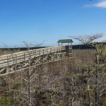 Ralph G. Kendrick Dwarf Cypress Boardwalk Access