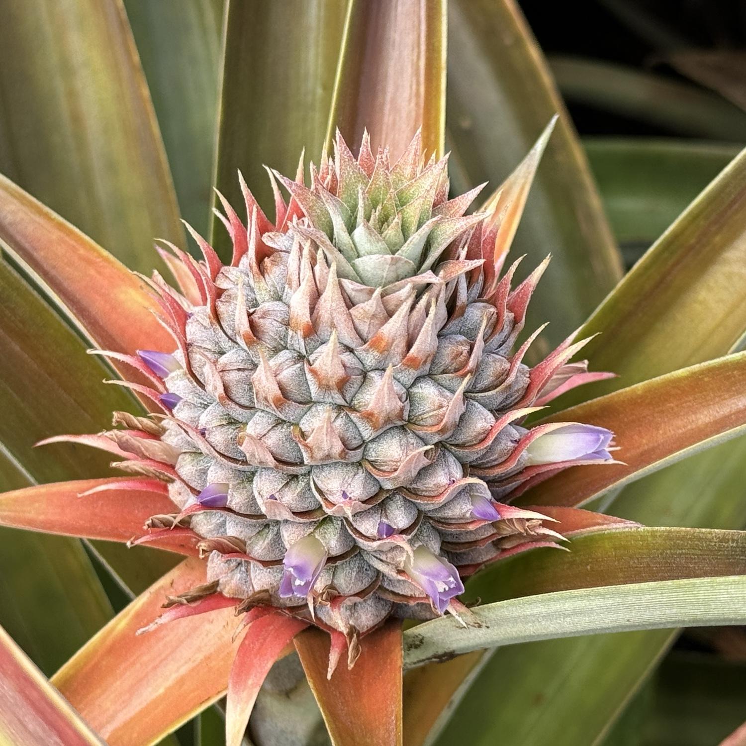 Maui Gold pineapple farm tour