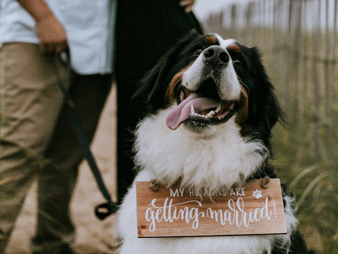 The Wedding Website of Jamie Calamari and Joseph LaCarbonara