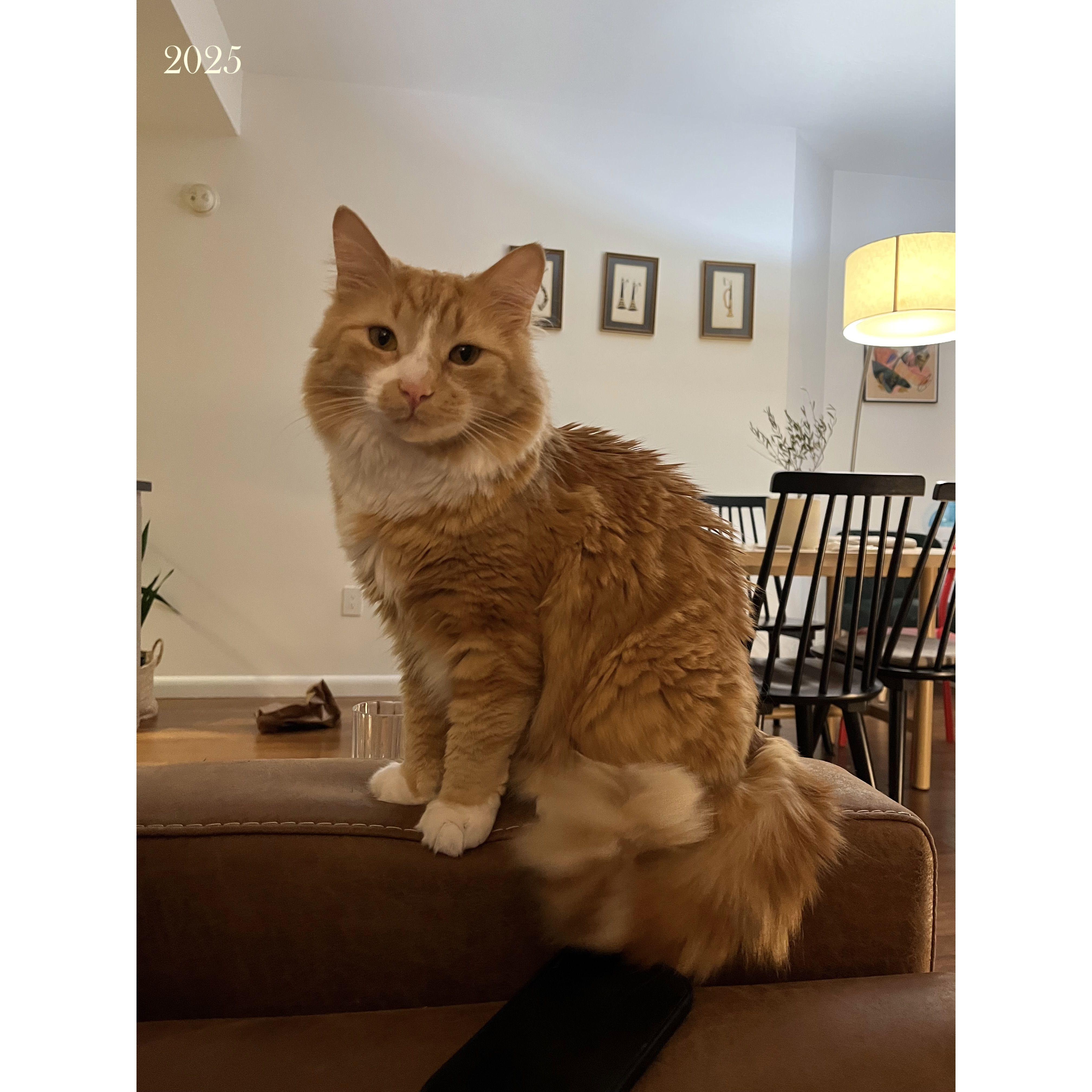 2025: Sawyer's first adopt-iversary with us!