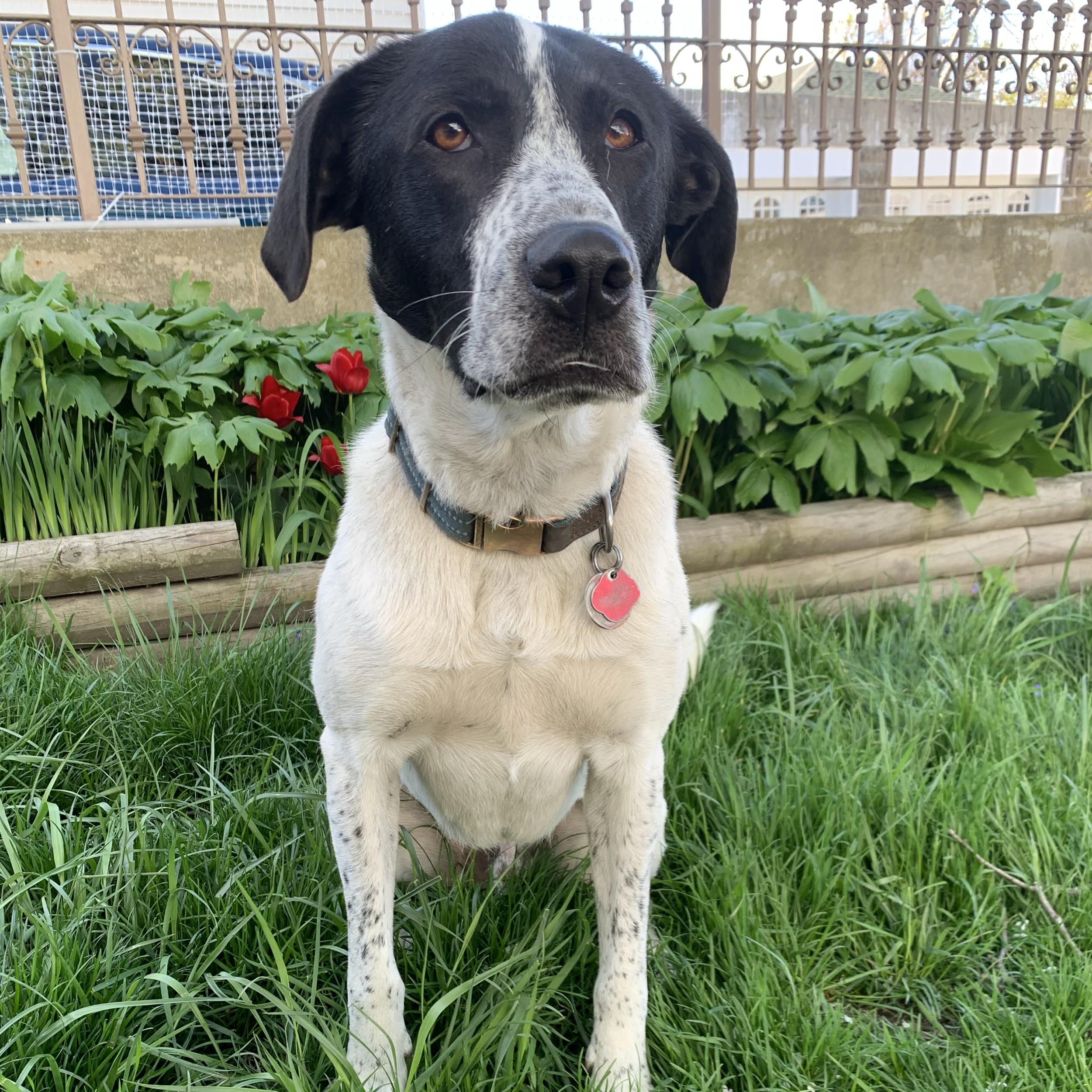 Nosework/agility classes with Pickle