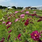 Warm Belly Farm - Fort Atkinson