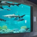 OdySea Aquarium