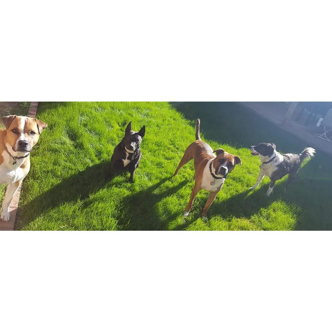 Our fur babies (Dixi, Jaxon, Walter, & [The] Dude)