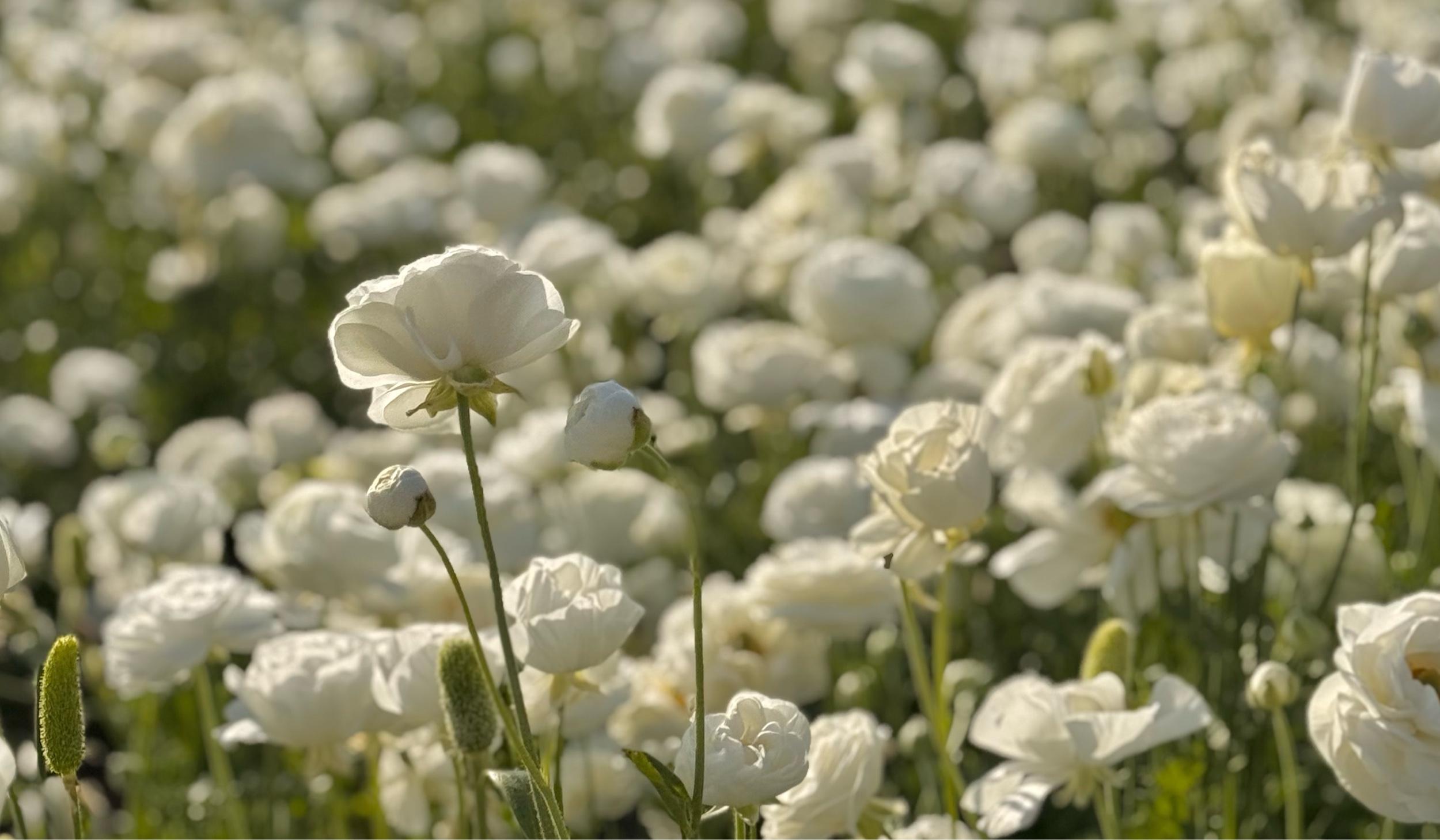 The Wedding Website of Brandon Thomas Edge and Carmen Leticia Gonzalez