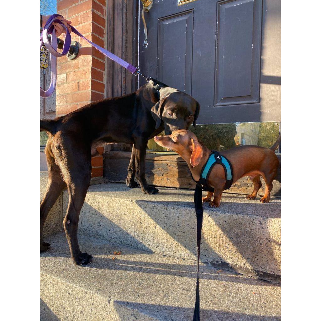 Waggy - our first foster