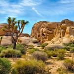 Joshua Tree National Park