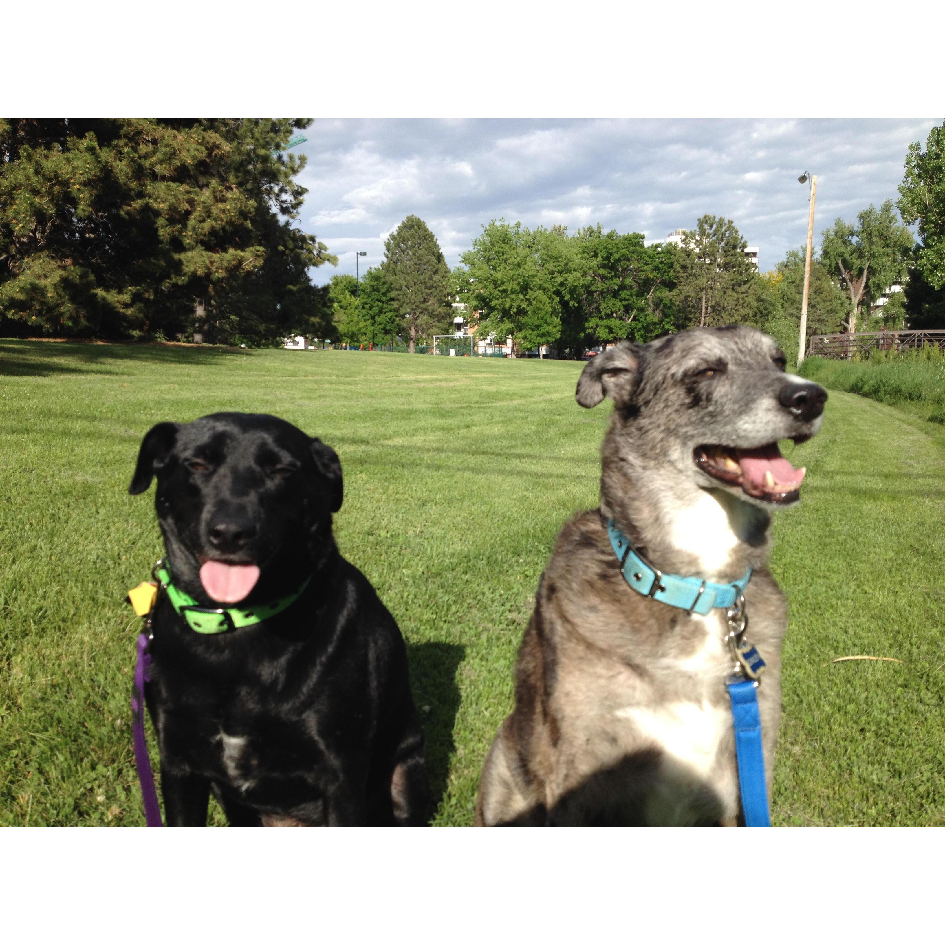 Our favorite photo of our dogs, Bristol and Gimley :)