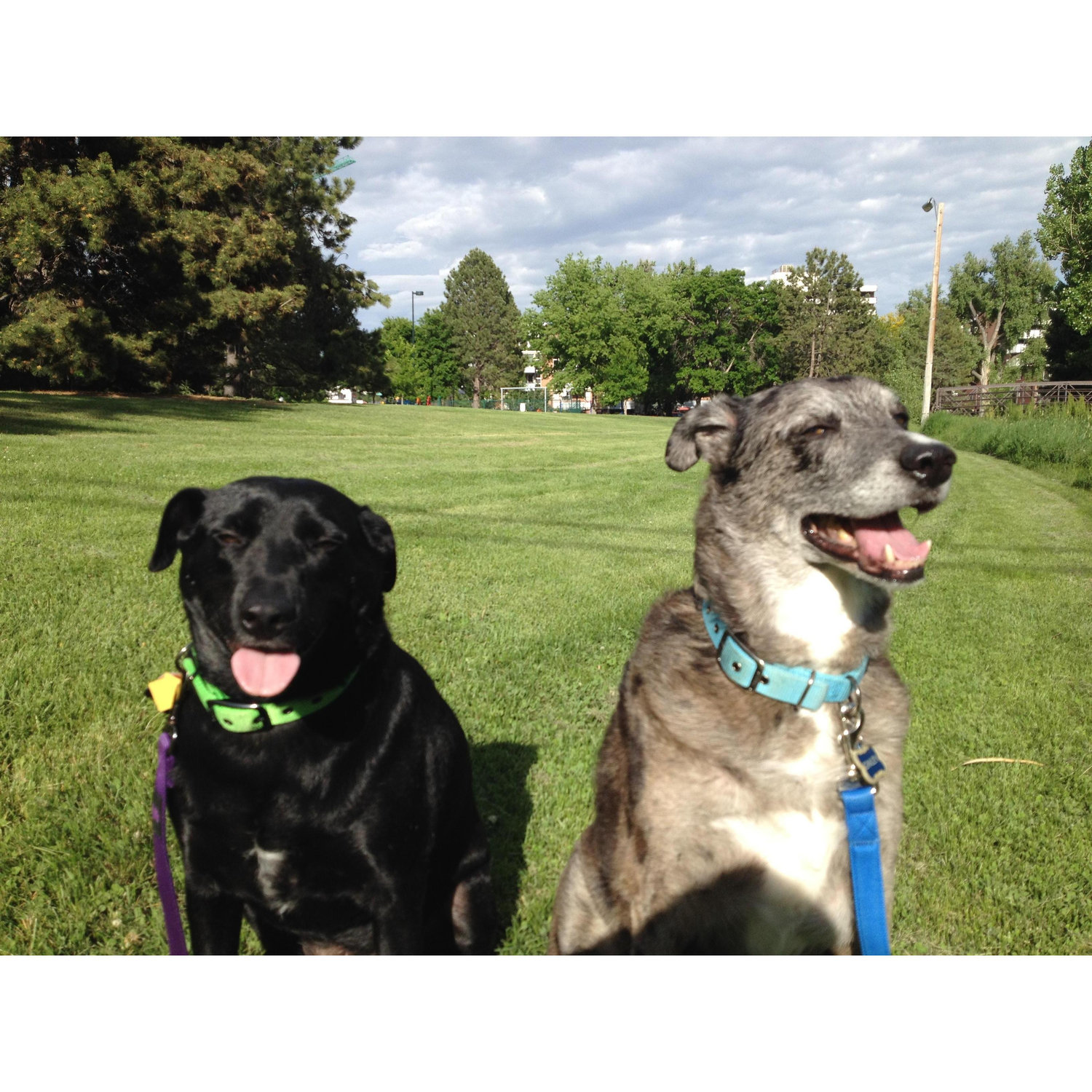 Our favorite photo of our dogs, Bristol and Gimley :)